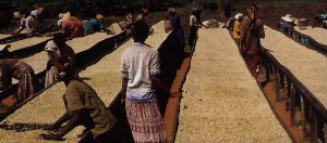ethiopia.cof-sorting
